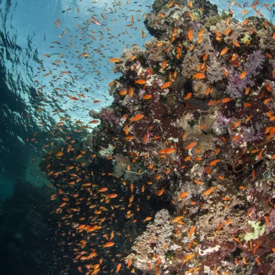 Korallenblock mit Fahnenbarschen