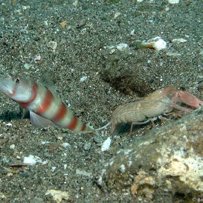 Partner Goby and Shrimp