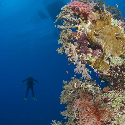Corals with Diver