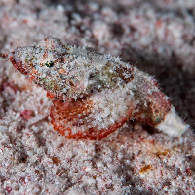 Small Sorpionfish