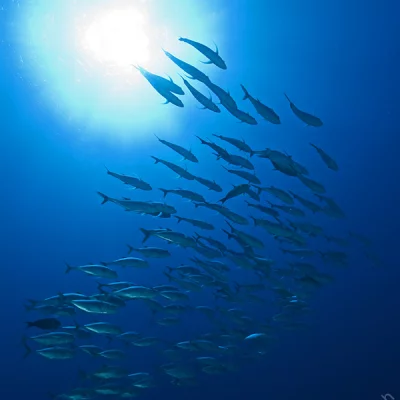 Fish Swarm