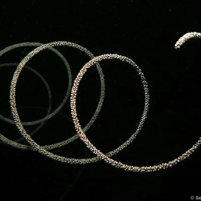Whip Coral