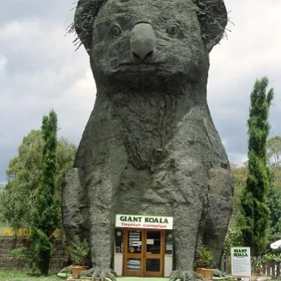 Riesen-Koala
