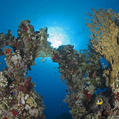 Korallenformation mit Anemonenfisch