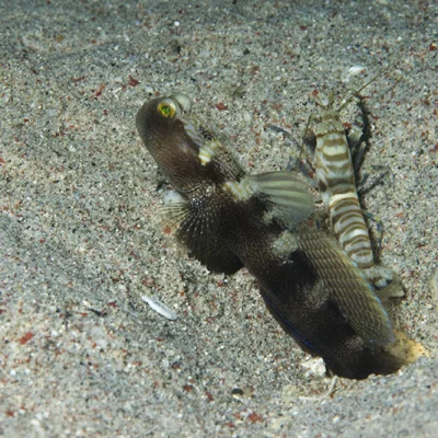 Goby with Pistol Shrimp