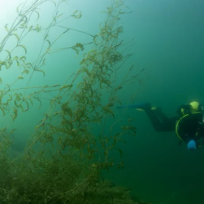 Diver in water plants 1