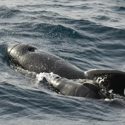 Pilot whale mother with baby