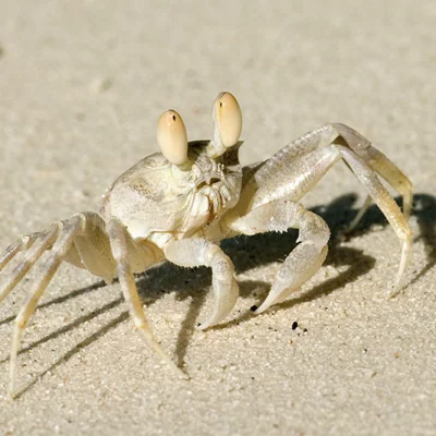 Beach crab 2