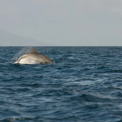 Jumping Bottlenose Dolphin