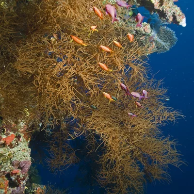 Soft Coral