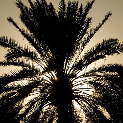 Palme vor Sonne