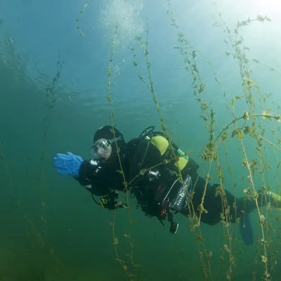 Diver in water plants 2