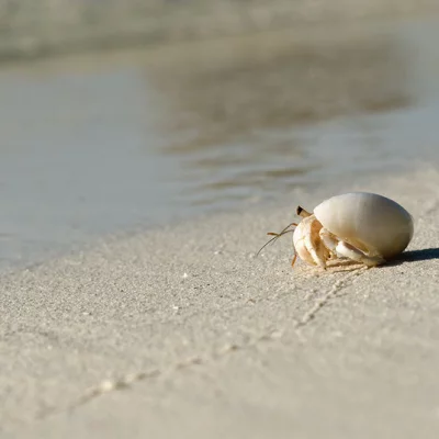 Hermit crab 3