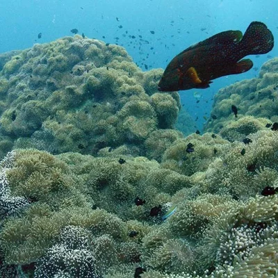 Coral Trout above Anemones
