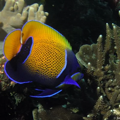 Emperorfish