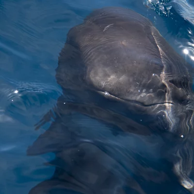 Young pilot whale looks from below