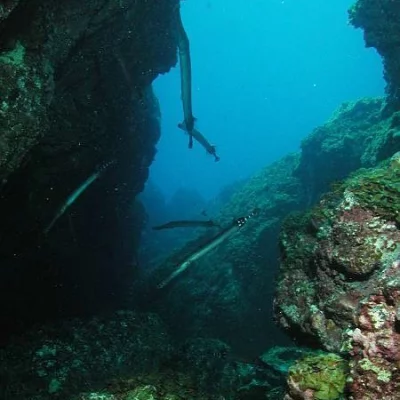 Canyon with Trumpet Fish