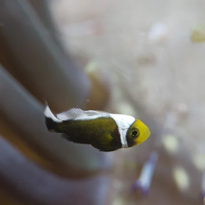 Anemonen-Fisch Baby