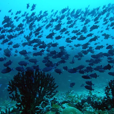 Triggerfish swarm