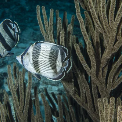 Butterfly fish