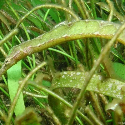 Seagrass Pipefish