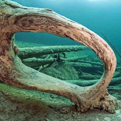 Root Hole