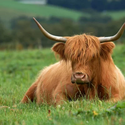 Brown Highland cow