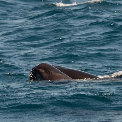 Pilot whale with baby