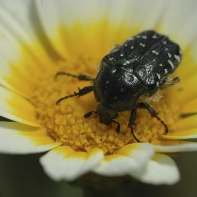 Käfer auf Blume