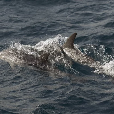 Two striped dolphins