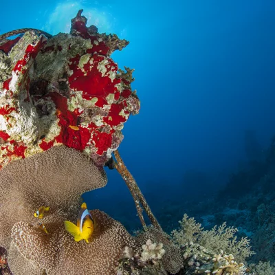 Korallenblock mit Anemone