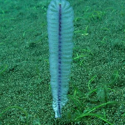 Sea Feather