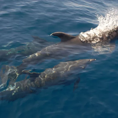 Three bottlenose dolphins
