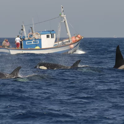 Orcas mit Fischerboot