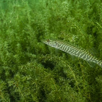 Young pike with underwater plants