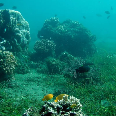 Underwater reef scene