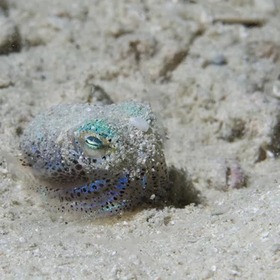 Baby Cuttlefish